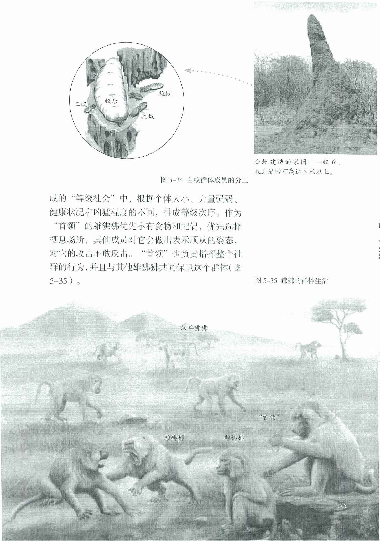 2013部编版八年级生物上册社会行为的特征第0页