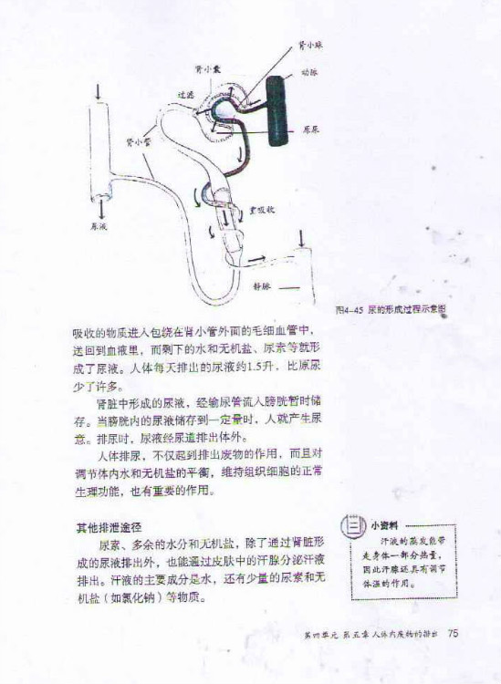 2012部编版七年级生物下册尿的形成和排出第2页