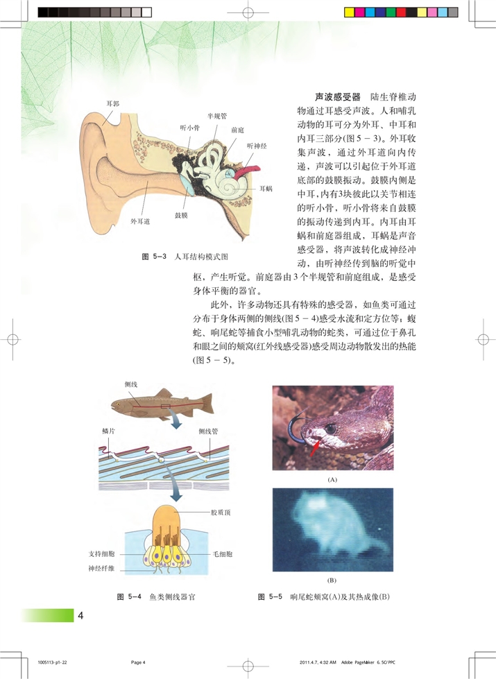 沪科版高中高二生命科学生命科学（第二册）动物对外界信息的获取第2页