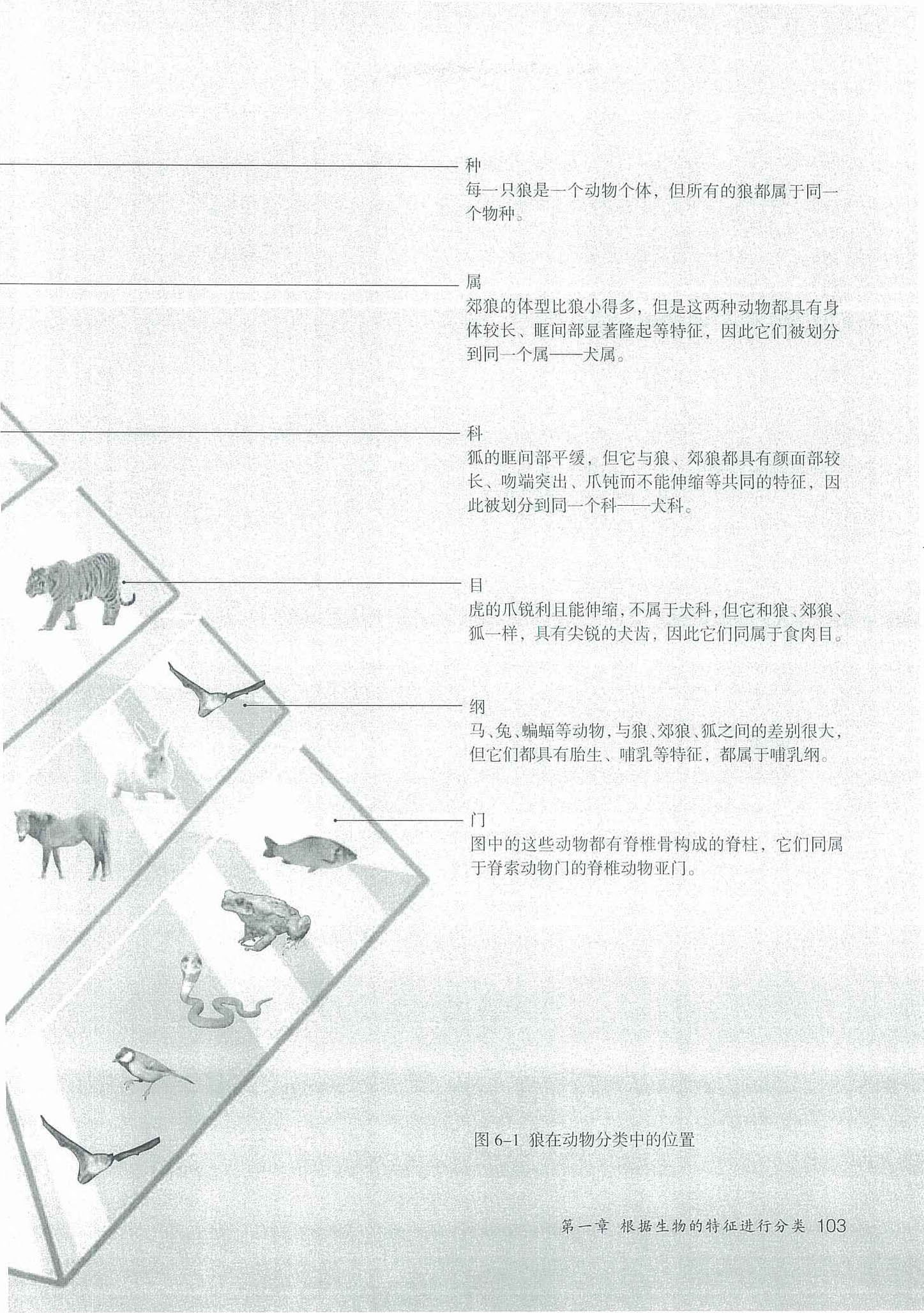 2013部编版八年级生物上册第二节 从种到界第2页