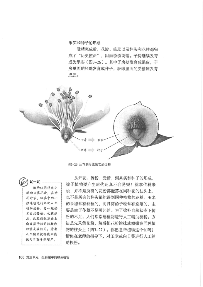 人教版初中初一生物上册开花和结果第3页