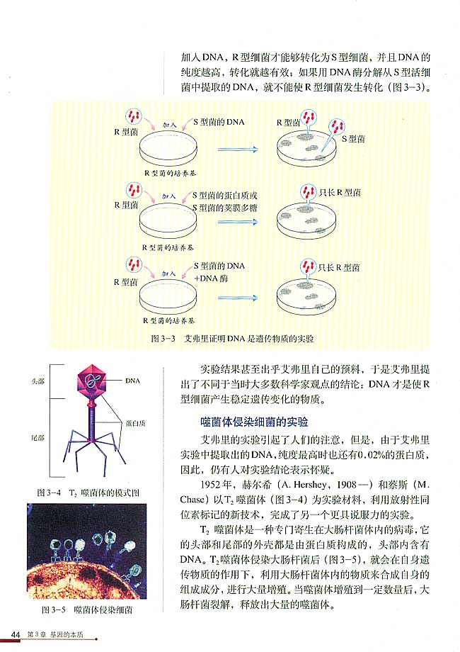 人教版高中高二生物必修2DNA是主要的遗传物质第2页