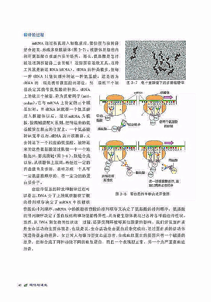 北师大版高中高一生物必修2遗传信息的表达第4页