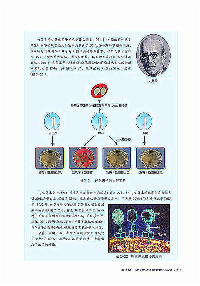 北师大版高中高一生物必修2DNA贮存遗传信息第2页