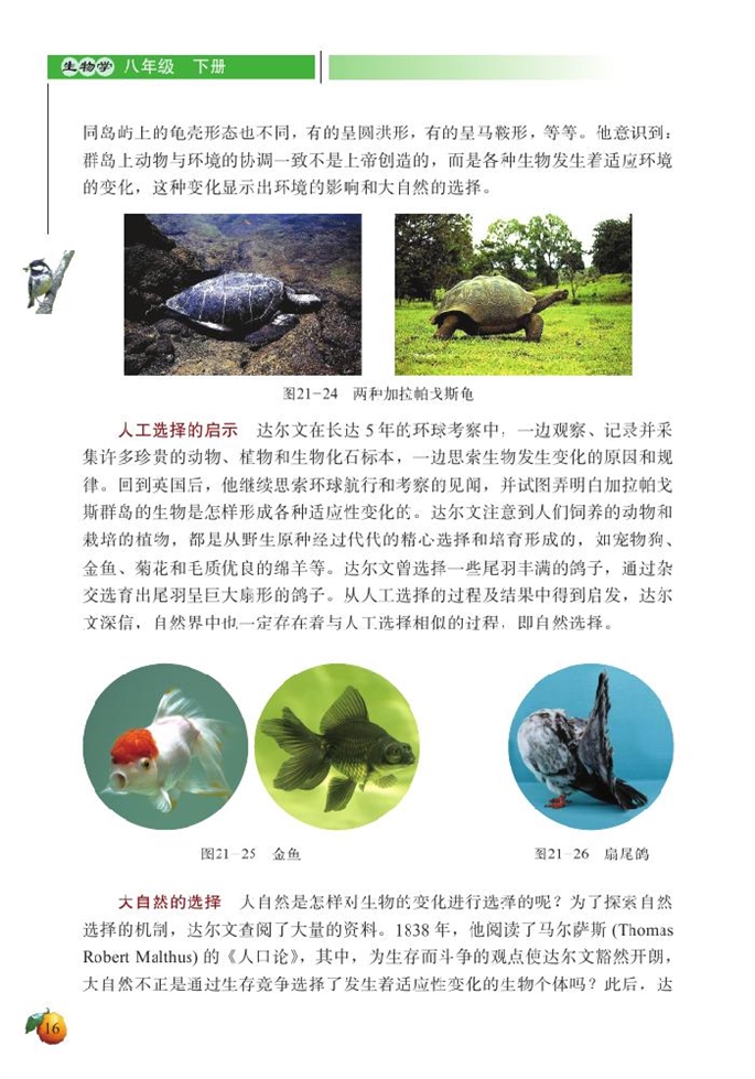 北师大版初中生物初二生物下册生物的进化第11页