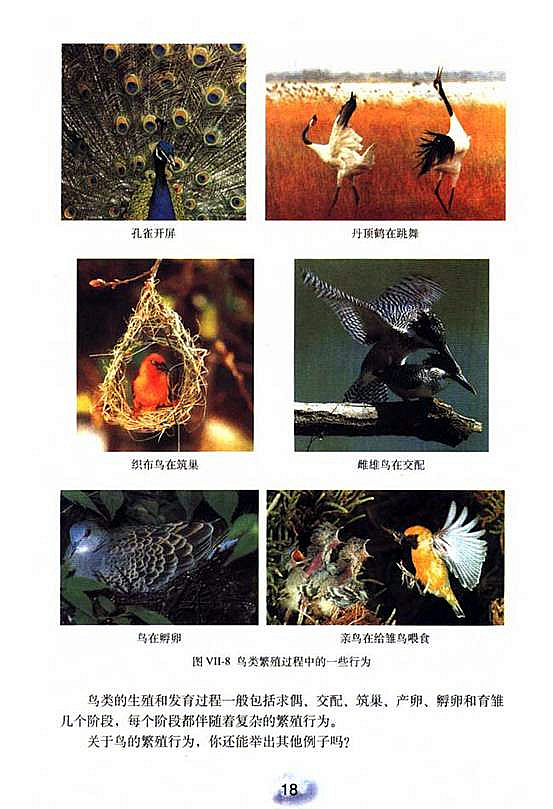 人教版初中初二生物下册鸟的生殖和发育第2页