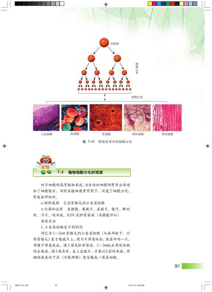 沪科版高中高二生命科学生命科学（第二册）细胞分化和植物细胞的全能性第1页