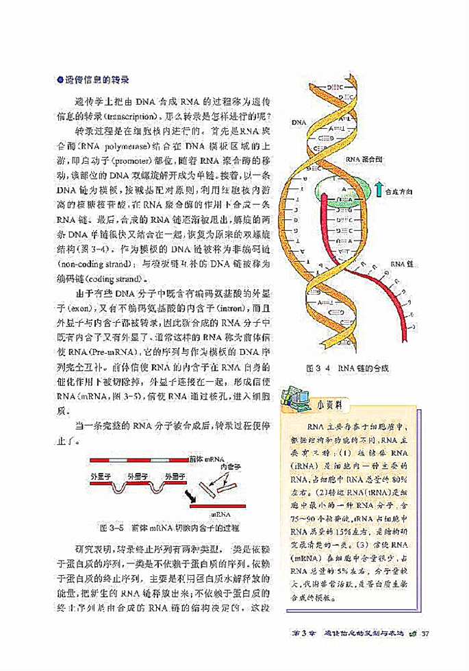 北师大版高中高一生物必修2遗传信息的表达第1页