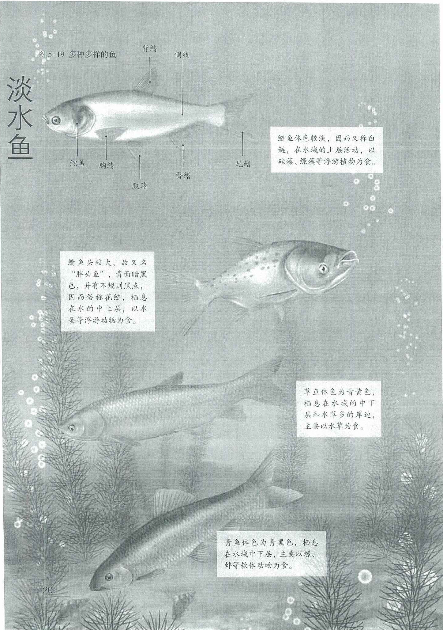 2013部编版八年级生物上册淡水鱼第0页
