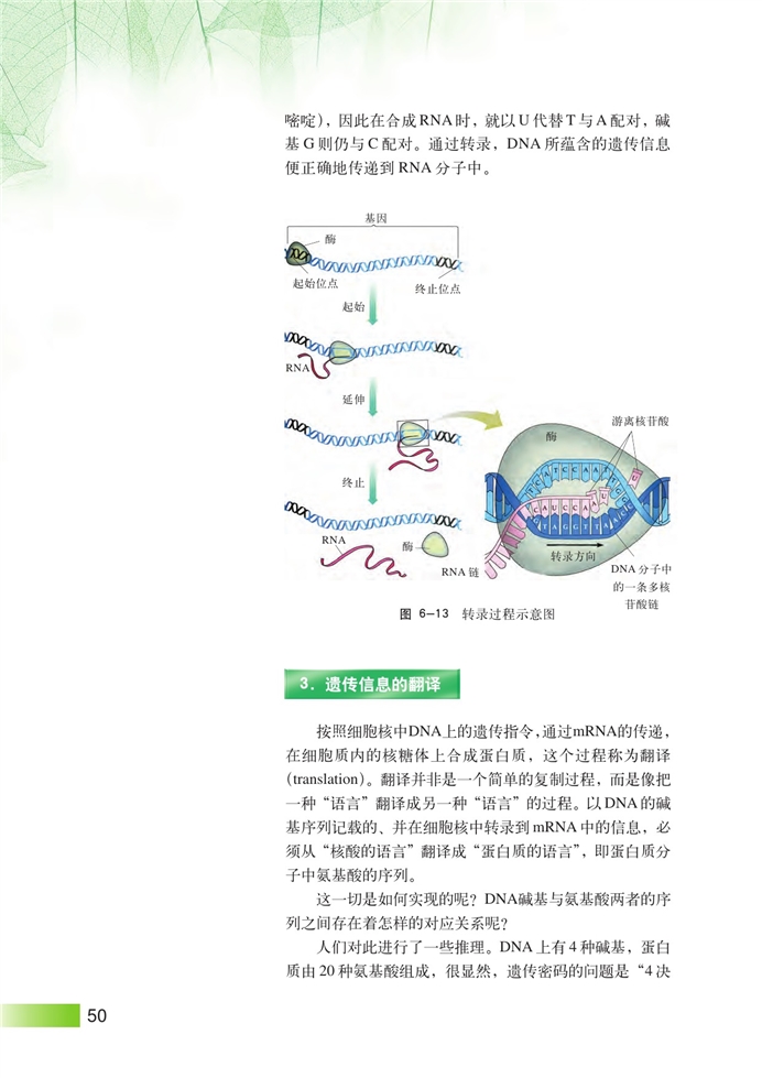 沪科版高中高二生命科学生命科学（第二册）DNA复制和蛋白质合成第3页