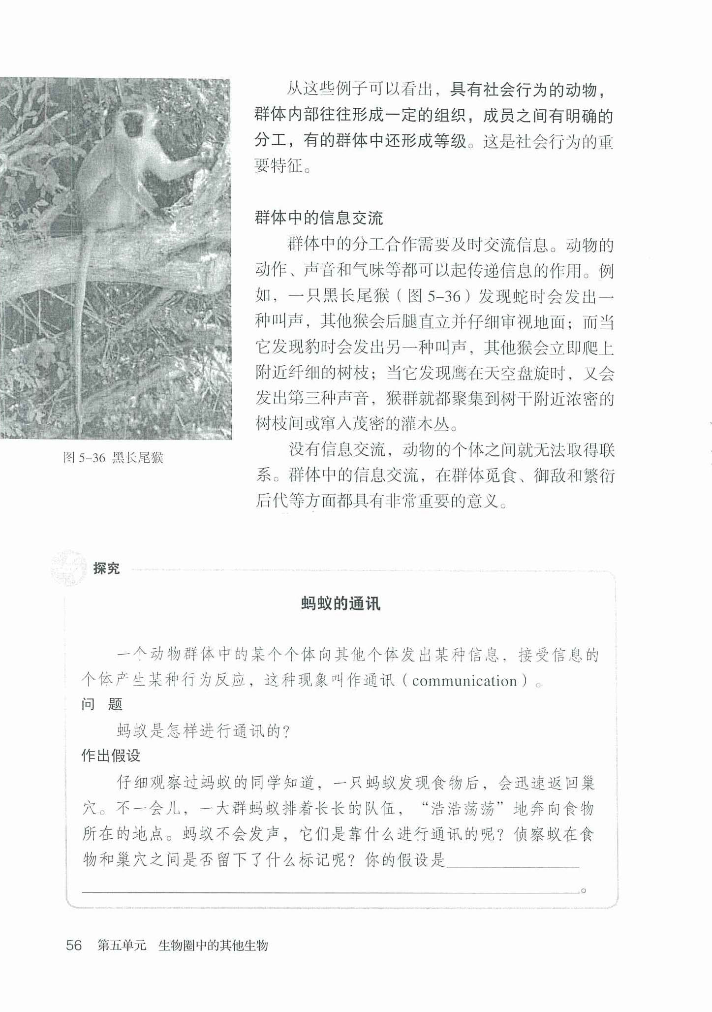 2013部编版八年级生物上册探究 蚂蚁的通讯第0页