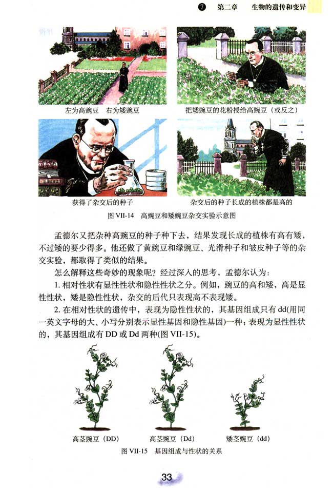 2013部编版八年级生物下册孟德尔的豌豆杂交实验第0页