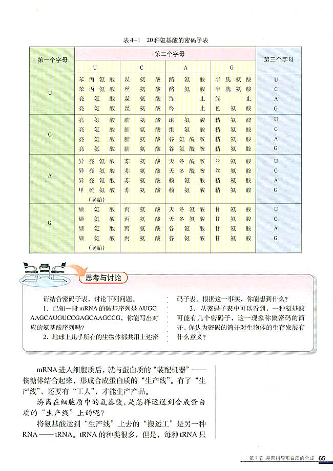 人教版高中高二生物必修2基因指导蛋白质的合成第3页