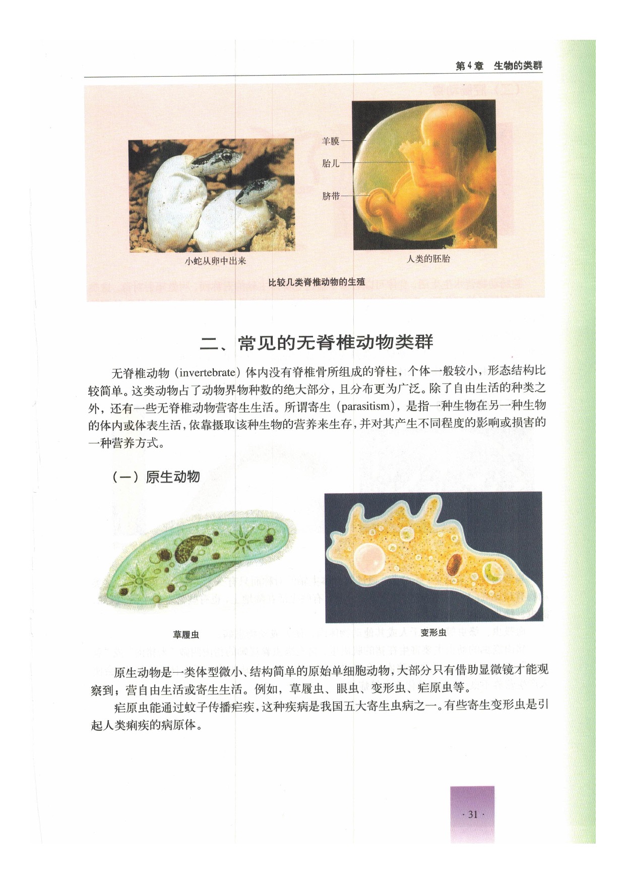 沪教版初中生物第二册第二节 动物第11页