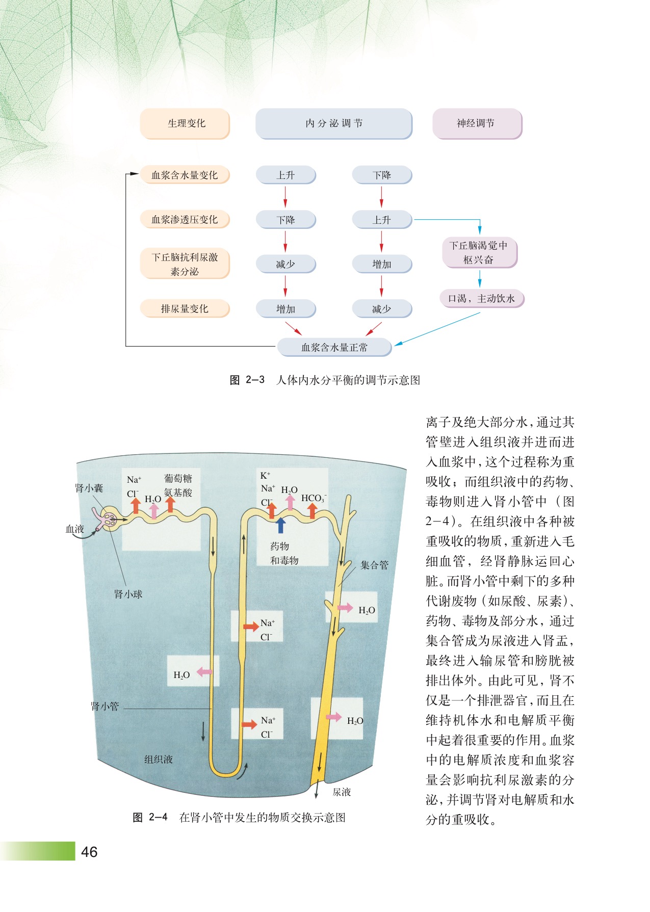 沪教版高中生物拓展型第2节 水和电解质的平衡及其调节第4页