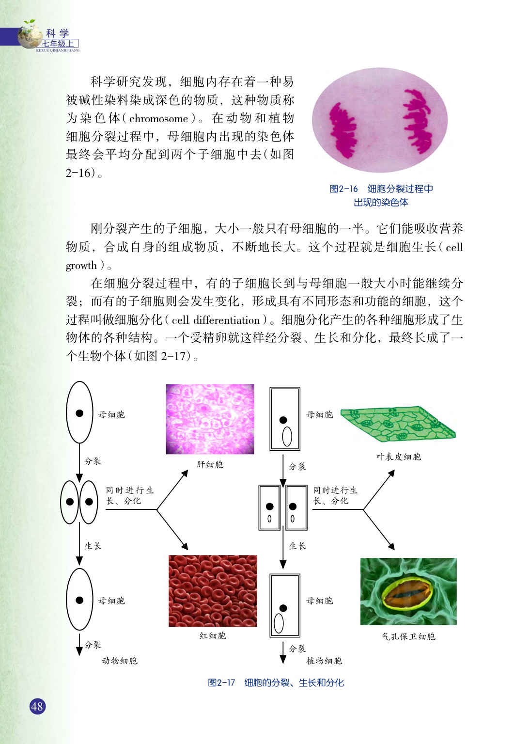 浙教版七年级上册科学第3节  生物体的结构层次第1页