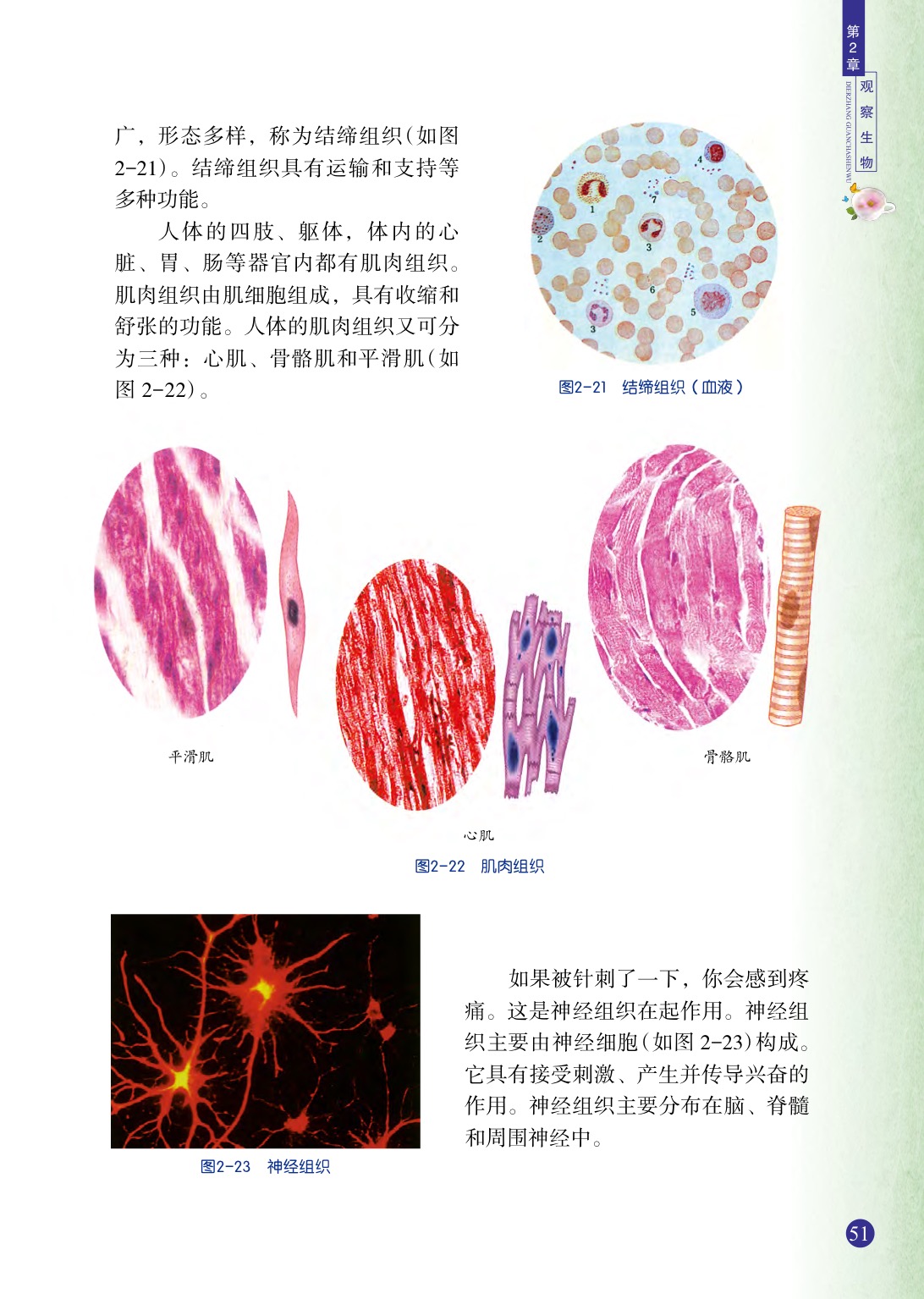 浙教版七年级上册科学第3节  生物体的结构层次第4页