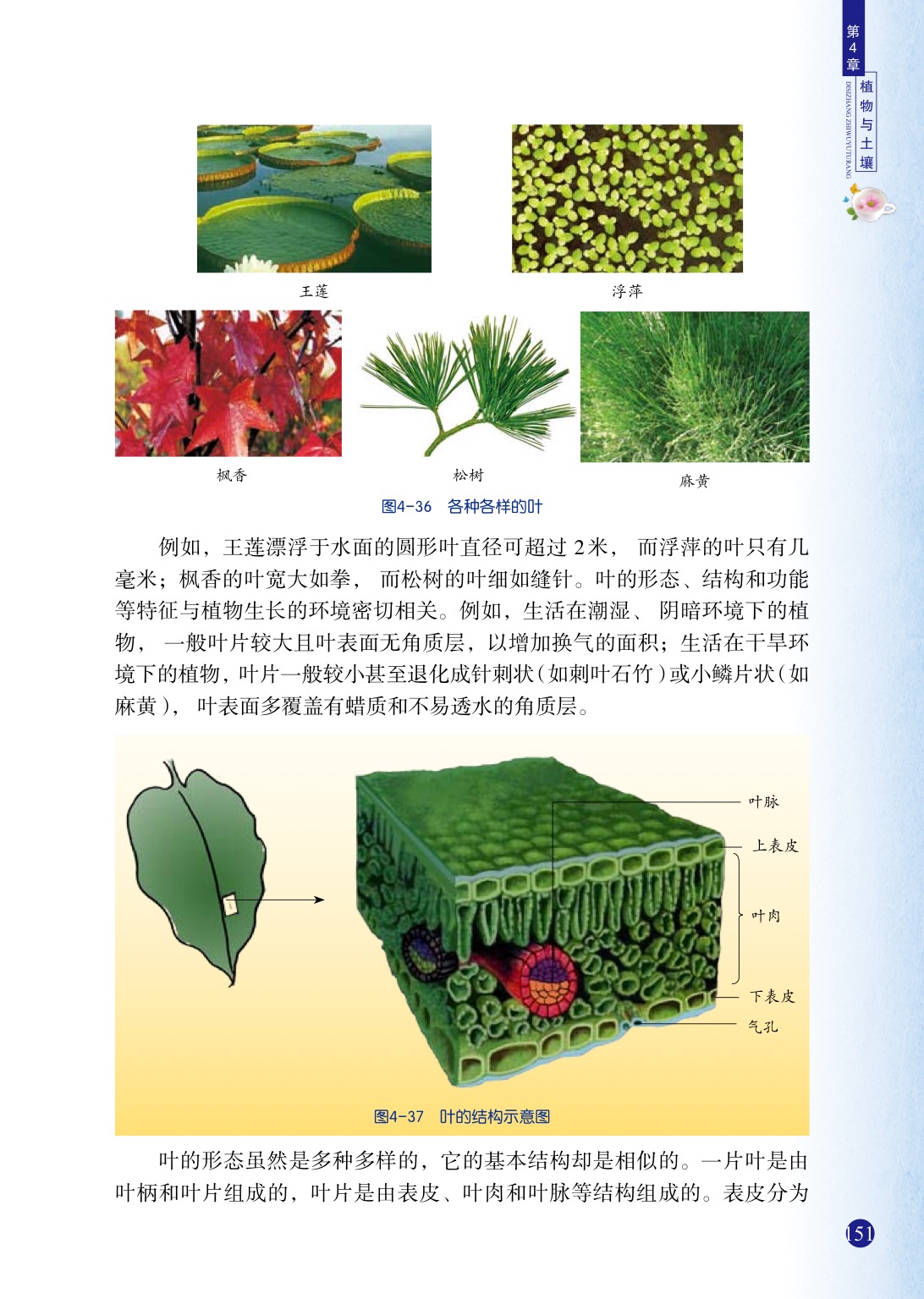浙教版八年级下册科学5 植物的叶与蒸腾作用第1页