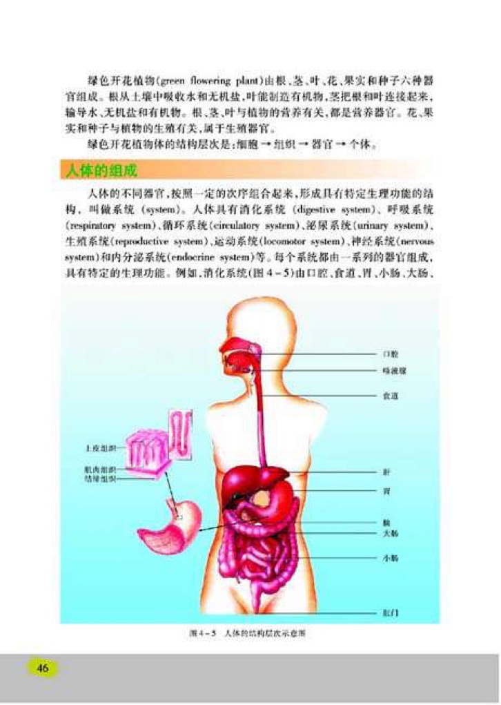 苏教版七年级上册生物2、多细胞生物体的组成第1页