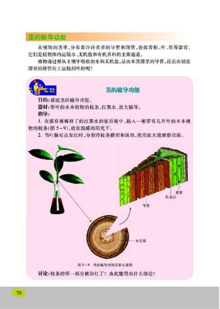苏教版七年级上册生物4、植物茎的输导功能第2页