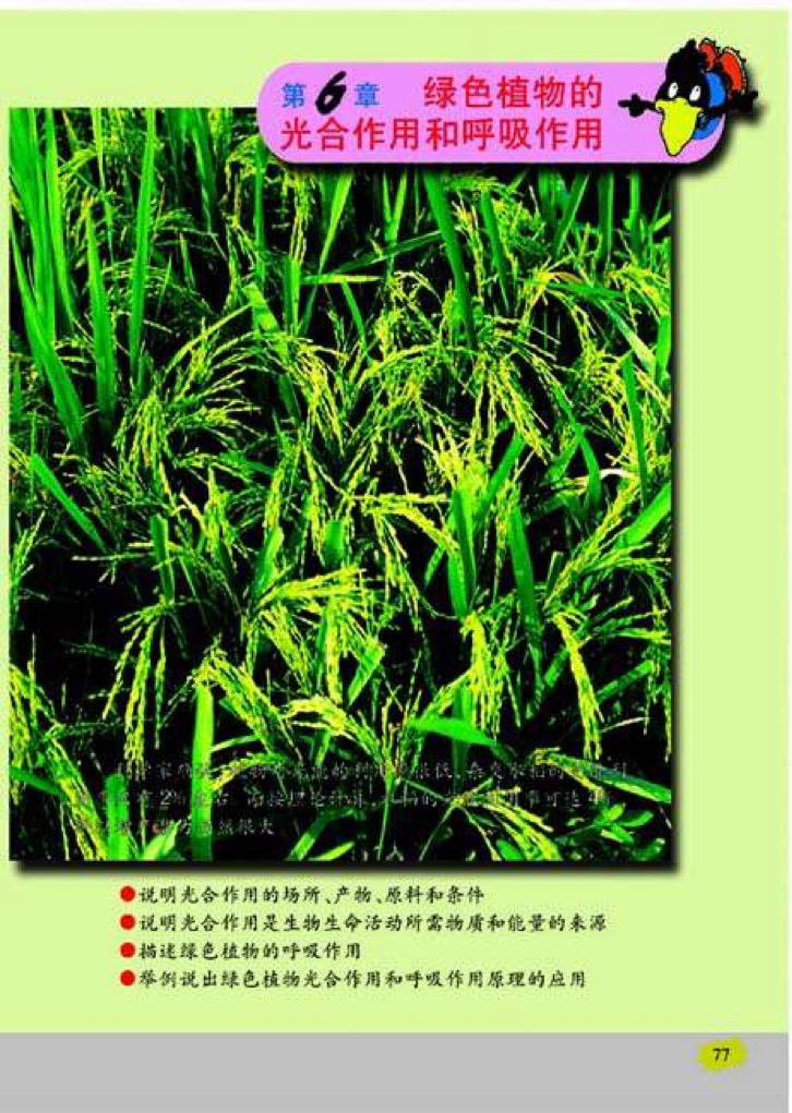 苏教版七年级上册生物第六章 绿色植物的光合作用和呼吸作用第0页